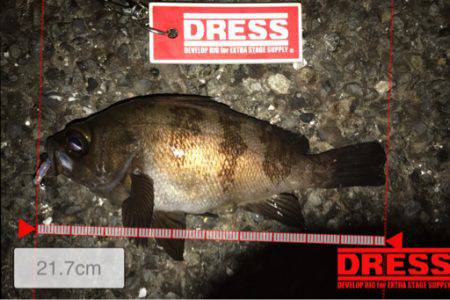 今回もアジングのつもりが結果メバリング