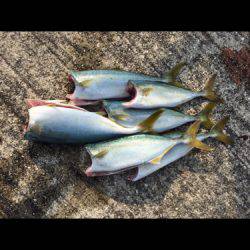 ルアーでツバス時合いが明確な日