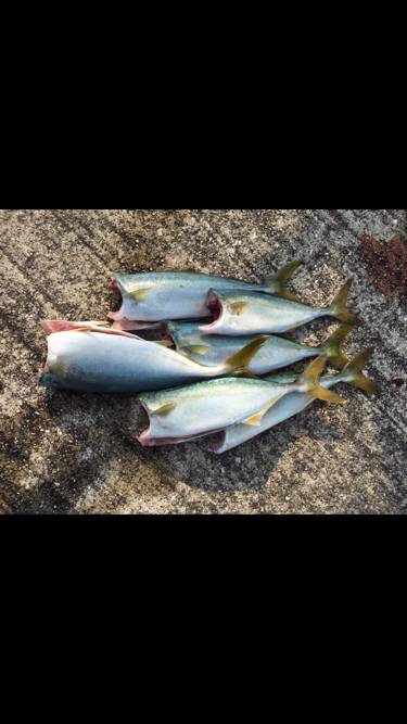 ルアーでツバス時合いが明確な日