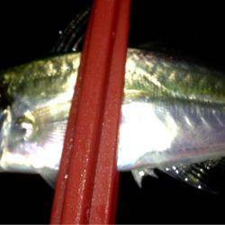 時合もサイズ伸びず