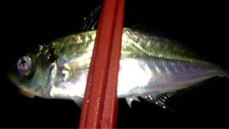 時合もサイズ伸びず