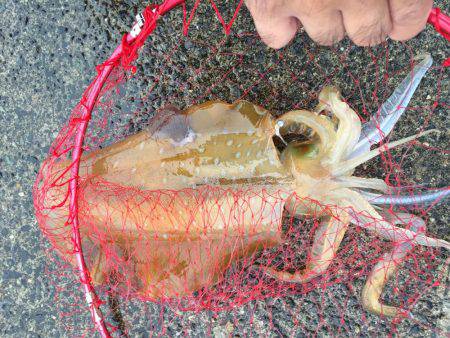 アジングでキロアップイカ