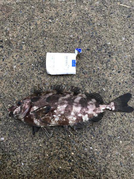 城ヶ島でダンゴ釣り！メジナ釣りたい！