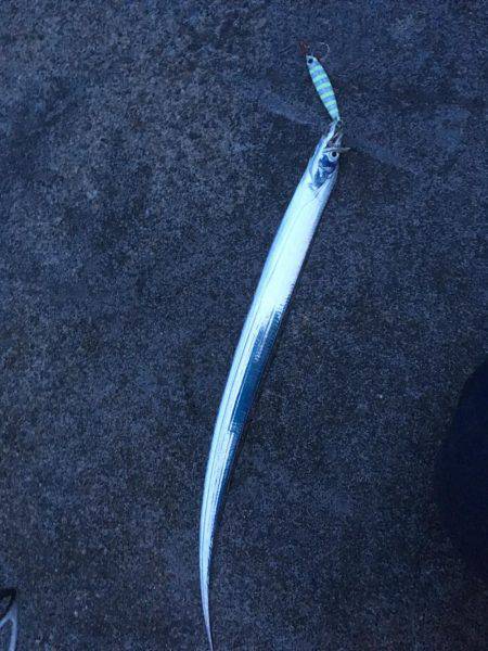 昨日の夕方から釣り紀行・・・