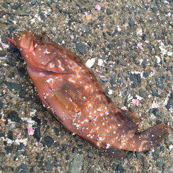 アコウジャスト30cm