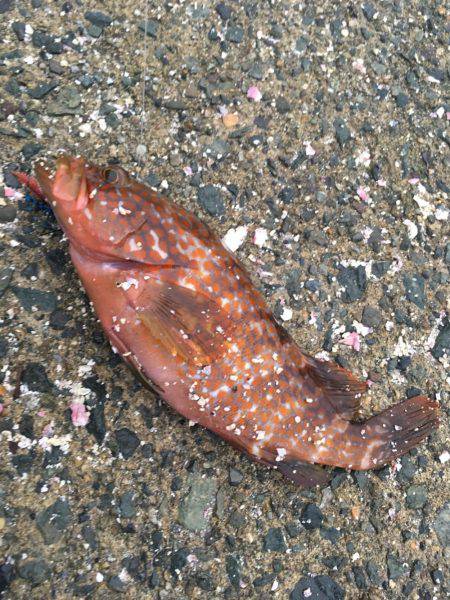 アコウジャスト30cm