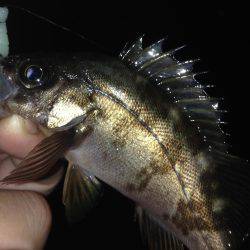 垂水漁港で釣行！！