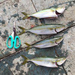 ツバス祭り！？