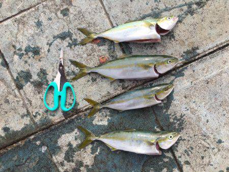 ツバス祭り！？