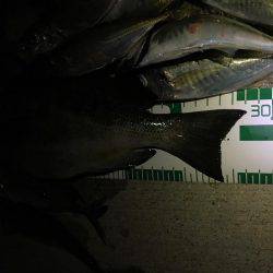 富山県魚津港 フカセ夜釣りグレ