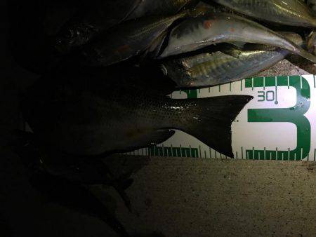 富山県魚津港 フカセ夜釣りグレ