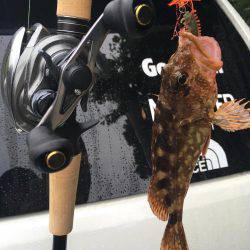 アコウ狙いでガッシー。