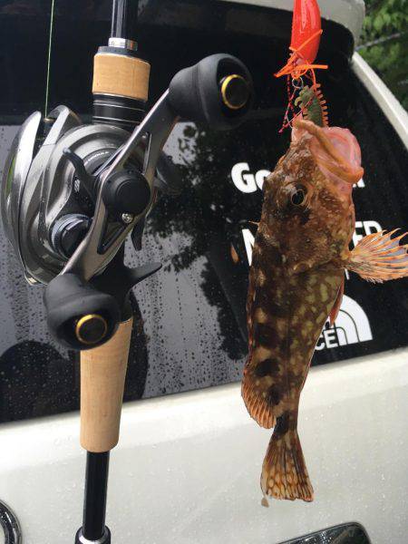 アコウ狙いでガッシー。