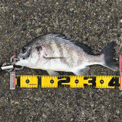 エビ撒き 御三家⁈