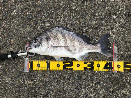 エビ撒き 御三家⁈