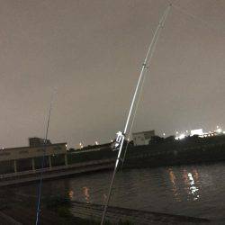 荒川でシーバス狙い