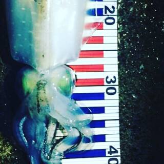 小さいアオリ胴長29とヒラメゲット