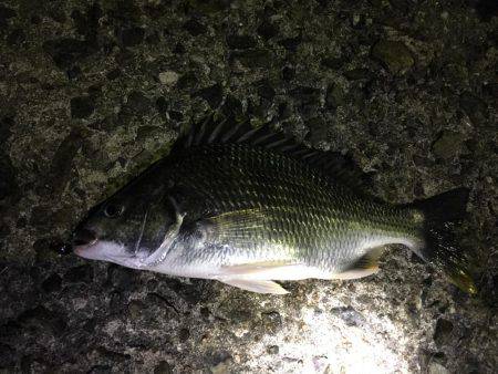 サクッとチニング