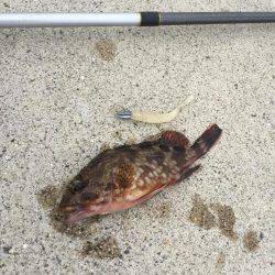 極小サイズばかり