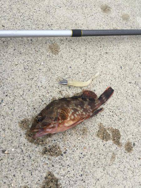 極小サイズばかり