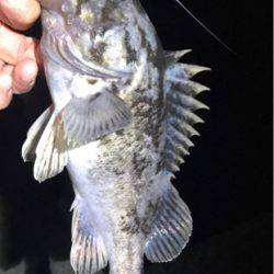 北海道ロックフィッシュはヤル気満々！