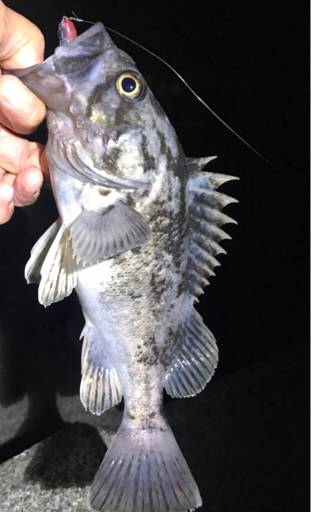 北海道ロックフィッシュはヤル気満々！