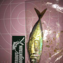 仕事帰りの1時間アジング勝負！