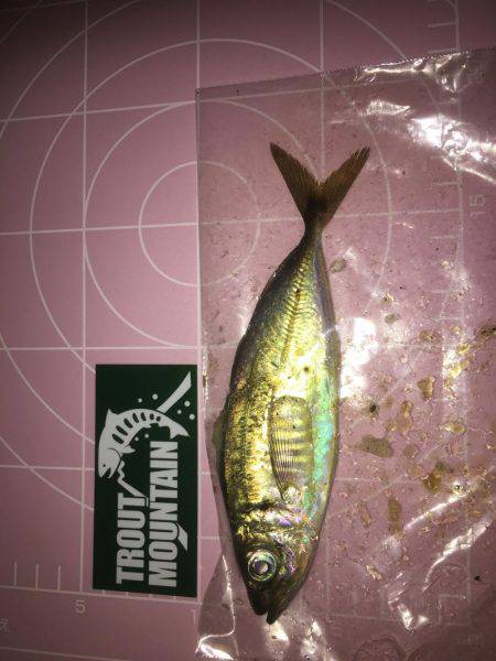 仕事帰りの1時間アジング勝負！