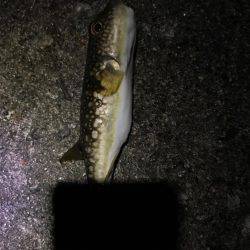 富山県魚津港フカセ夜釣り