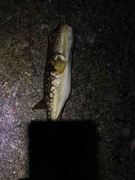 富山県魚津港フカセ夜釣り