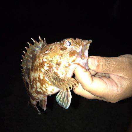 アジュール舞子でジグサビキ！！