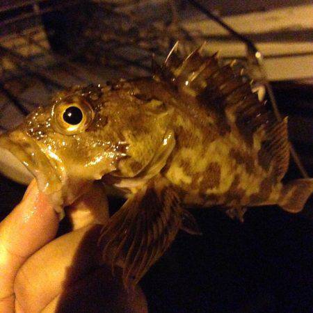 少し小降りの中で垂水漁港で釣行！！