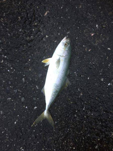 シーバスのはずが(T . T)