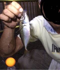 シーバス釣れた！アジ釣れた！