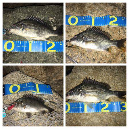 梅雨の淀川 キビレゲーム