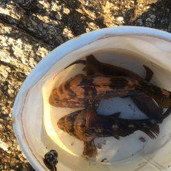 ロックフィッシュ