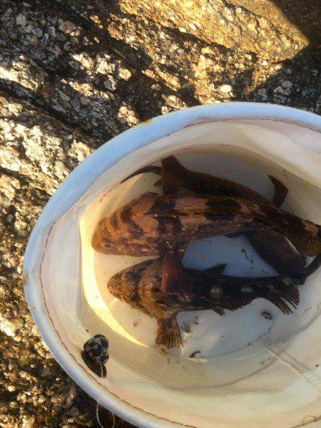 ロックフィッシュ