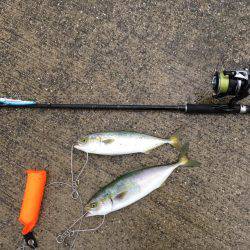 豪雨の後にツバスの回遊あり