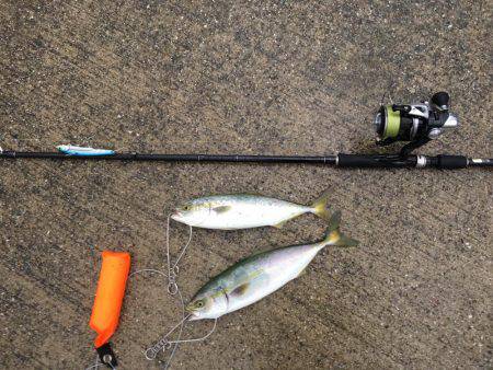豪雨の後にツバスの回遊あり