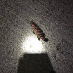 新潟遠征二日目