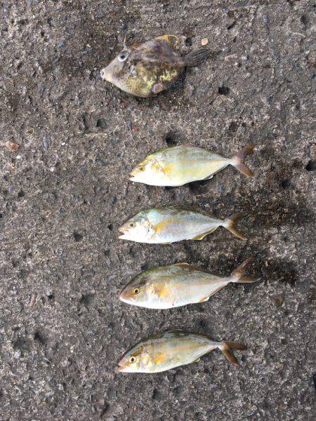 魚が大きくなってきたねー