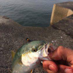 つばすゲットだぜ！！