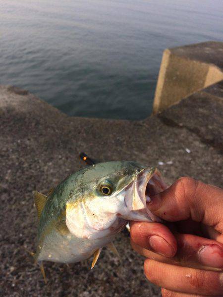 つばすゲットだぜ！！