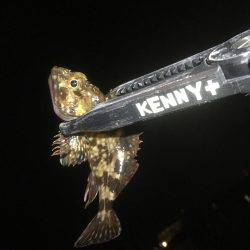 ガシラフィーバー！