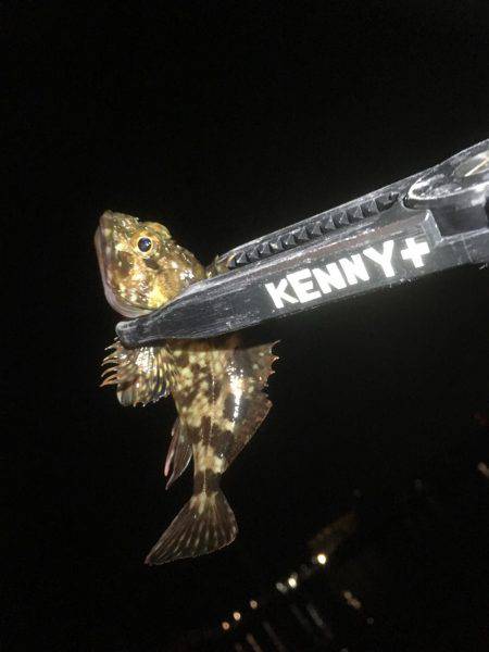 ガシラフィーバー！