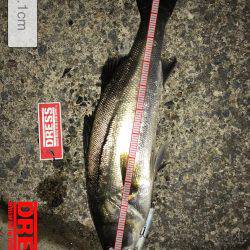 表層バチパターン