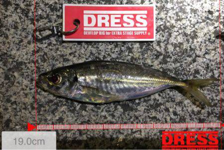 先月と比較してアタリ激減…