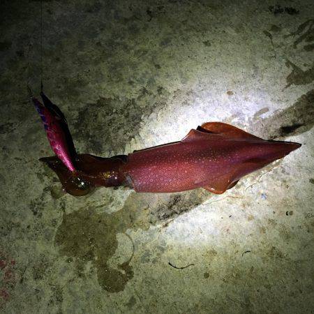 ケンサキイカ エギング