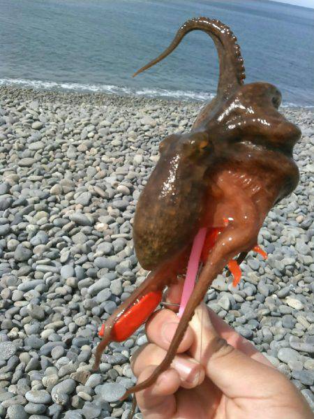 強風のタコ上げ