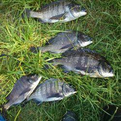 のっこみ終わりのチヌ状況